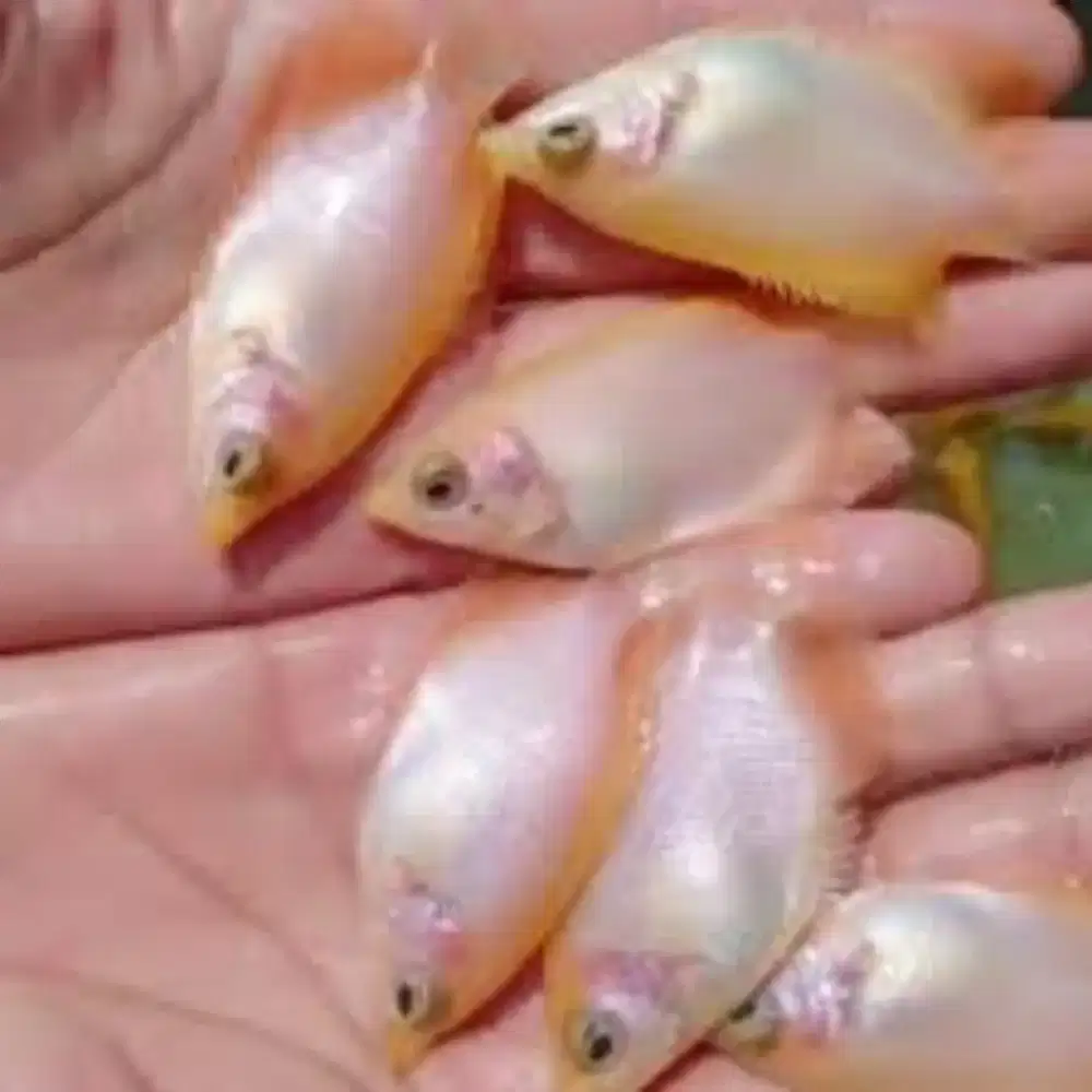 Bibit gurame merah 3 inci