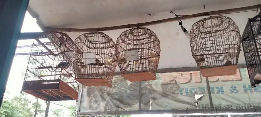 Jual burung puter jios dah bunyi...