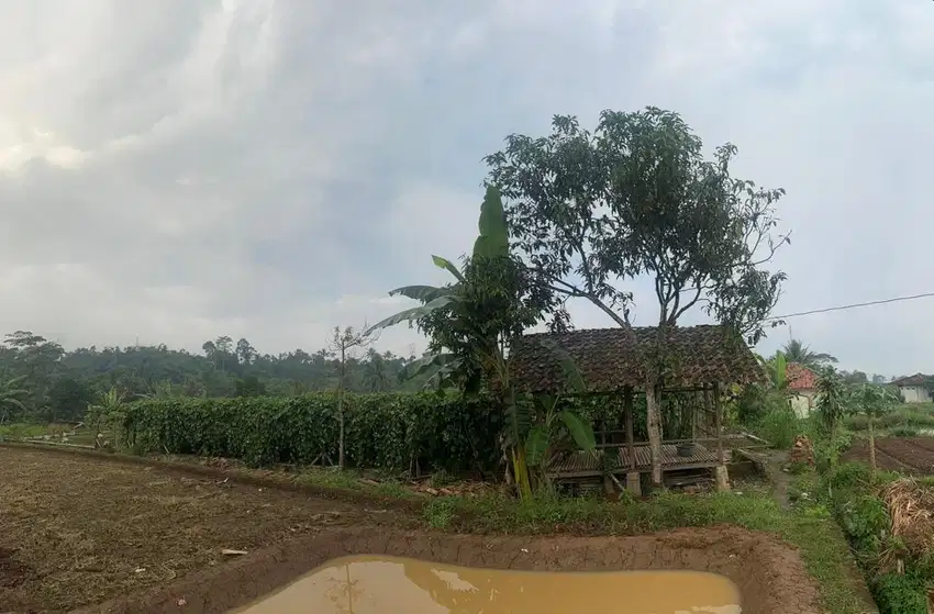 Jual Tanah Kebun