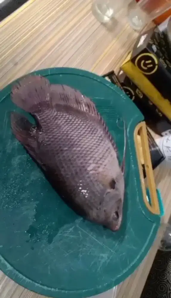 Gurame hidup atau potong, 2-3 ekor/kg