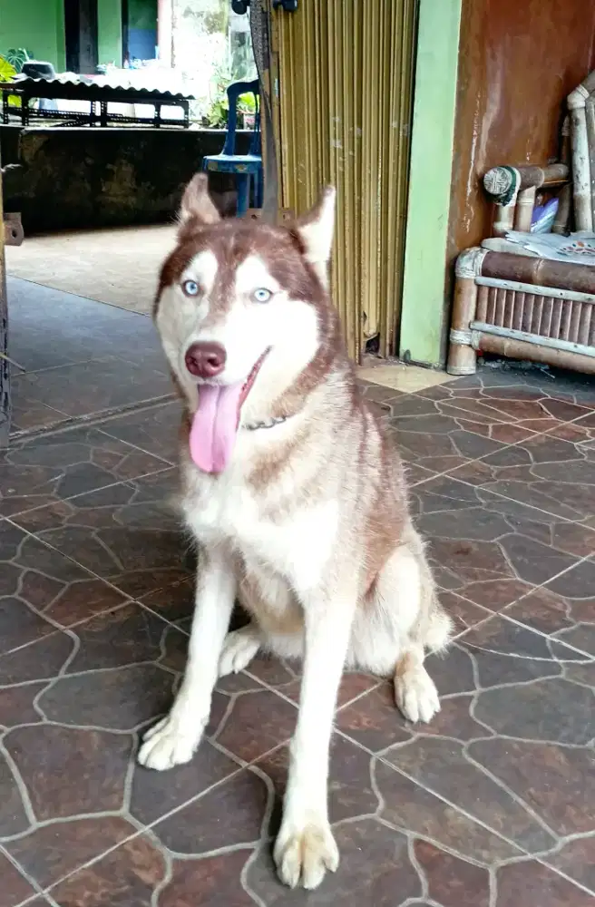 Siberian Husky brown