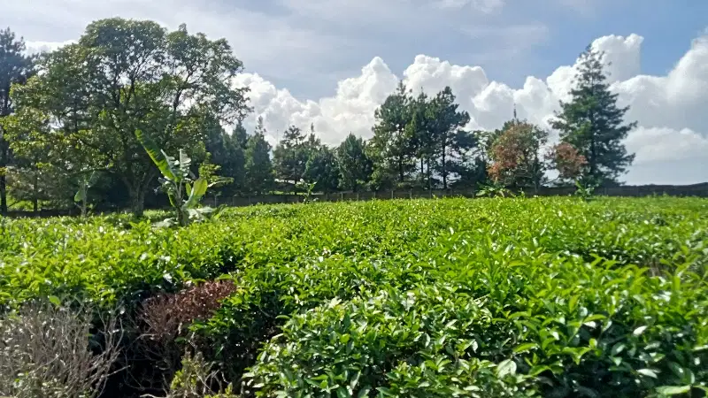 Kebun Teh Produktif Lt. 4,5 Ha, Omzet 12 Ton / Bln, Purwakarta.
