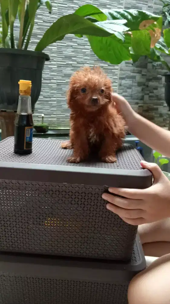 TOY POODLE JANTAN UMUR 3BLN
