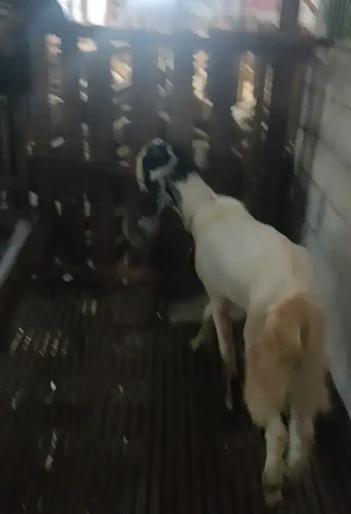 Jual Kambing Untuk Akikah