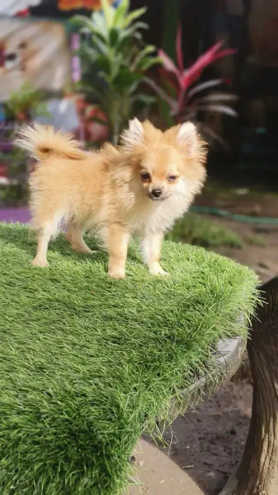 Pomeranian UMR 3 bln sudah vaksin virus dan rabies betina