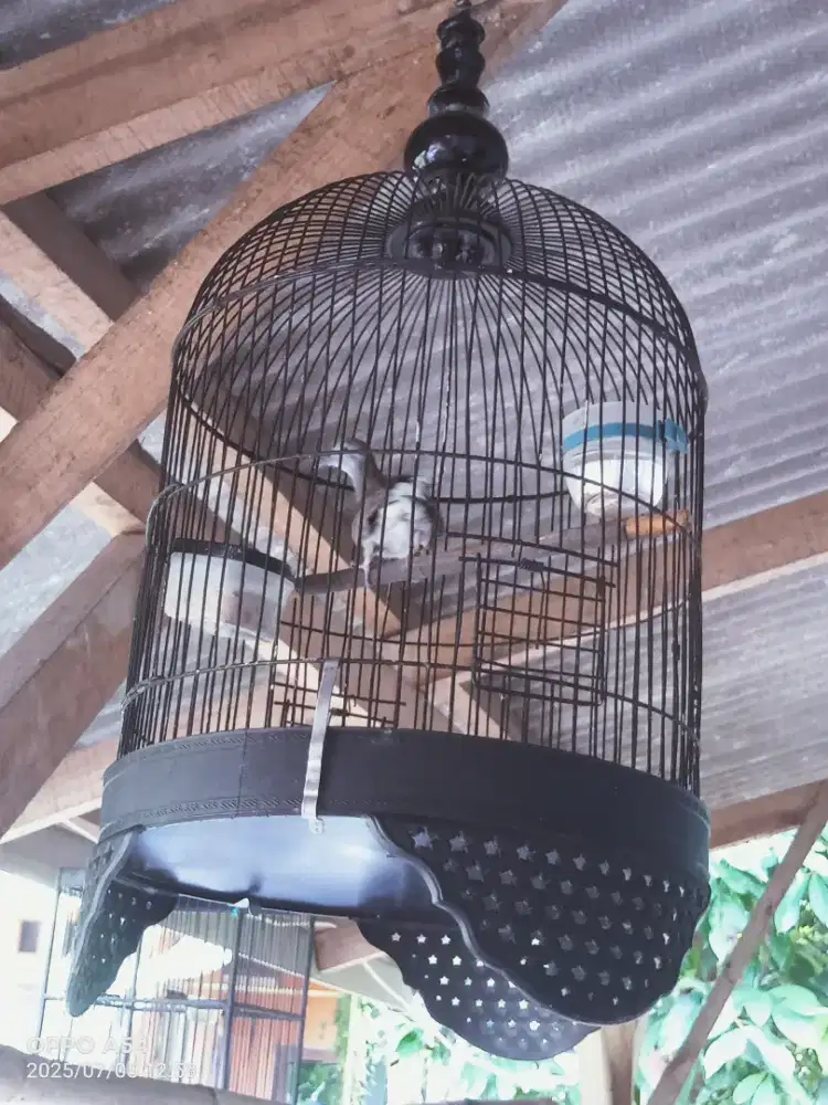 Perkutut Bangkok krosing mapan pake ring