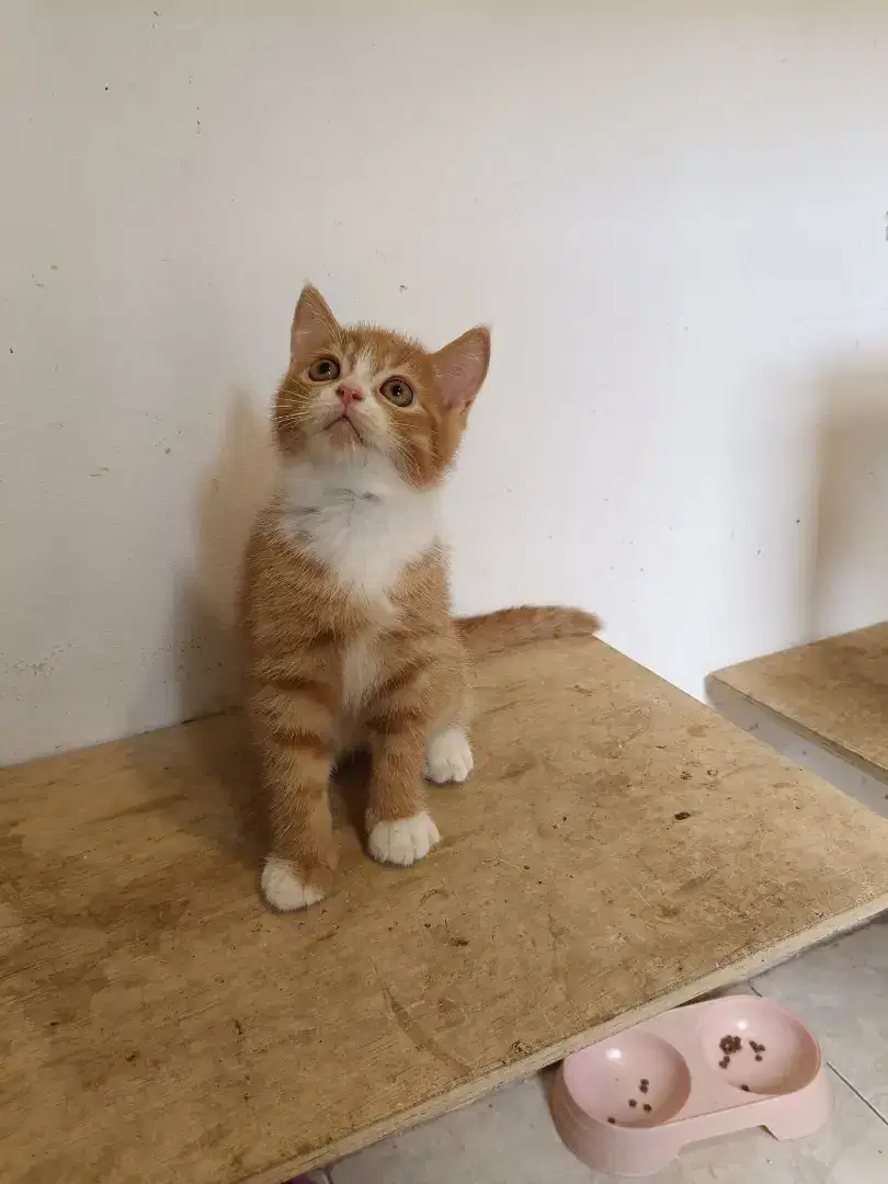 Anak Kucing BSH x Munchkin betina