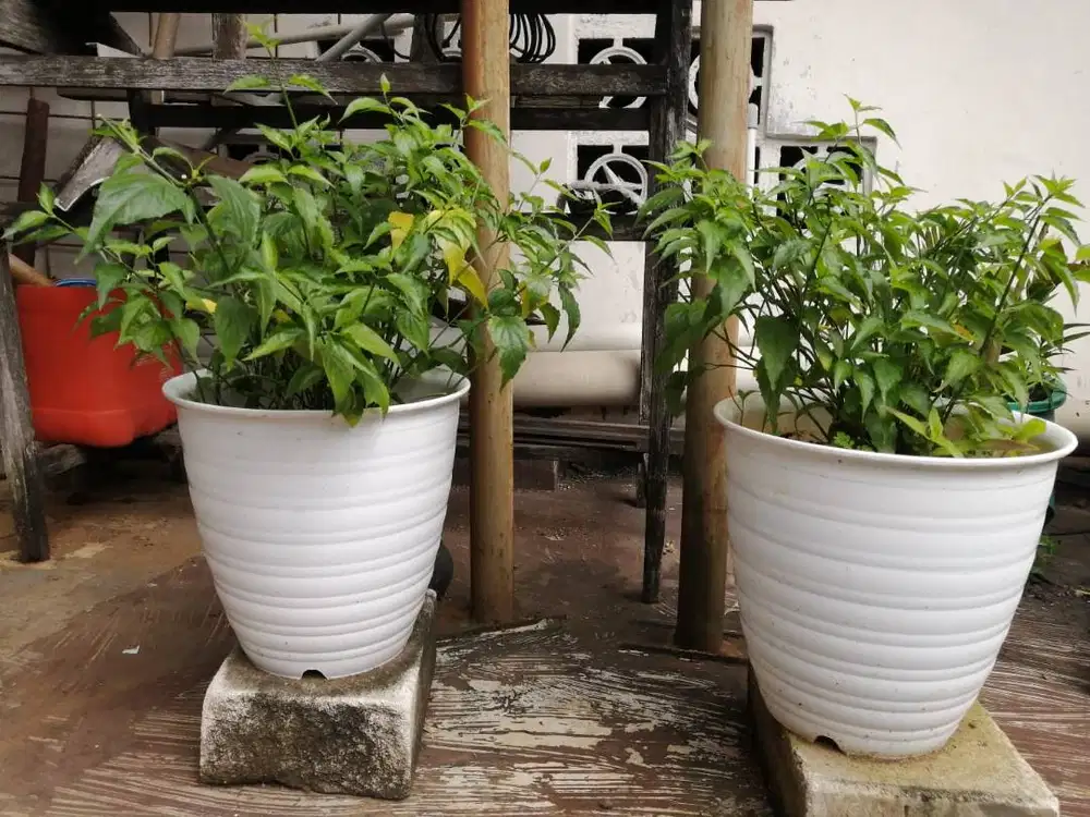 Tanaman Obat Tradisional Diabetes Dandang Gendis