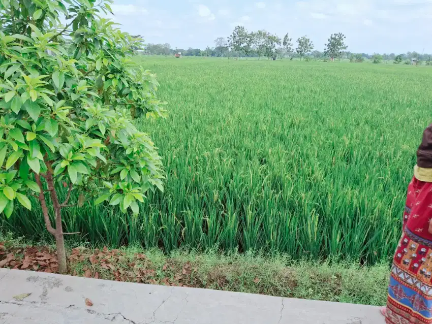 Dijual sawah tepi jalan utama tasikmadu