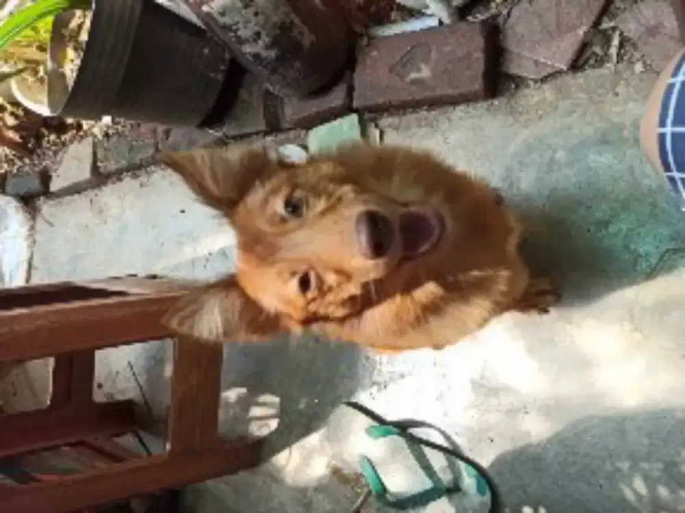 pomsky betina usia 8 bulan