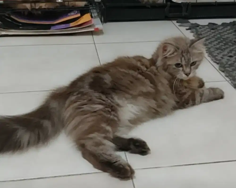 Kucing himalaya mix mainecoon betina dewasa calon indukan brown marble