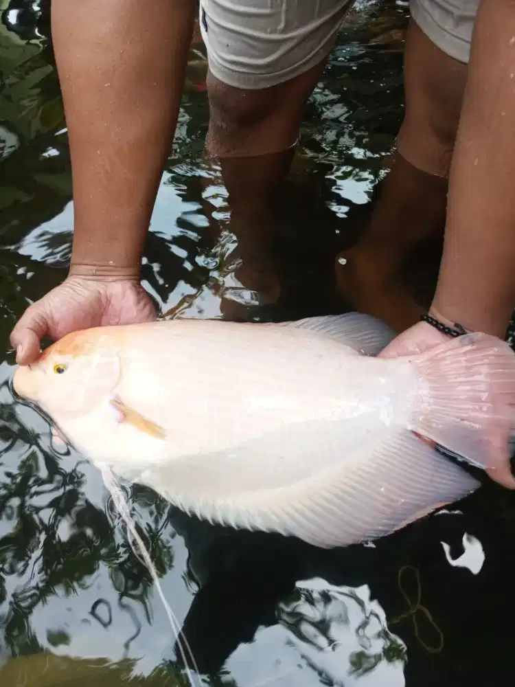 Ikan hias gurame padang