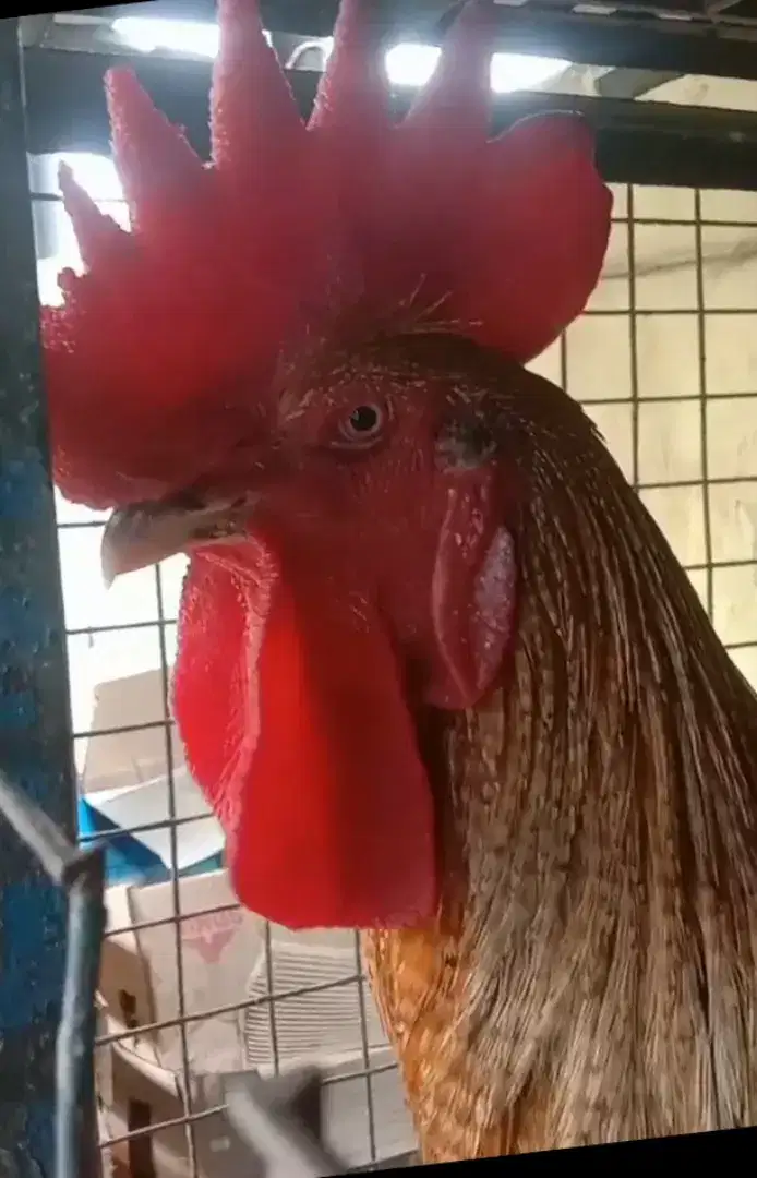 AYAM PELUNG JANTAN DEWASA WARNA JALI