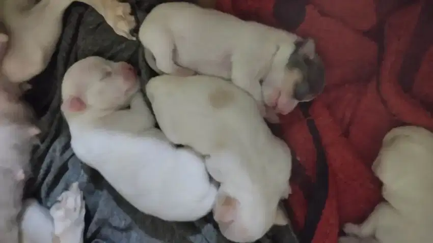 Chihuahua tiny size mini