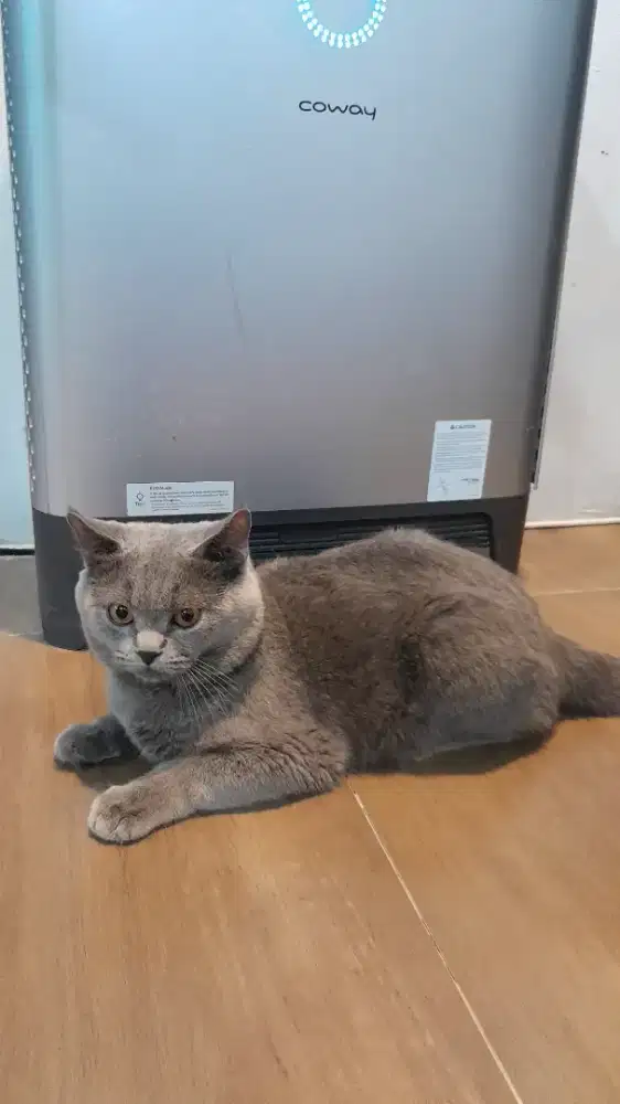 Kucing BSH Jantan Non Pedigree