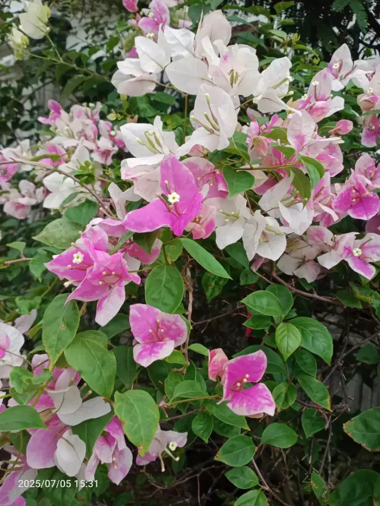 Bibit Bunga Bugenvil Bougenville Sakura Ice Cream dr 50-750,iD Import