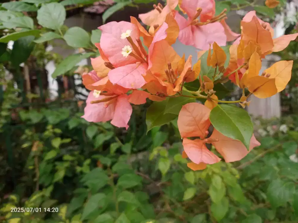 Bibit Bunga Bugenvil Bougenville Tri Colour, Ori, Tanaman Hias dll