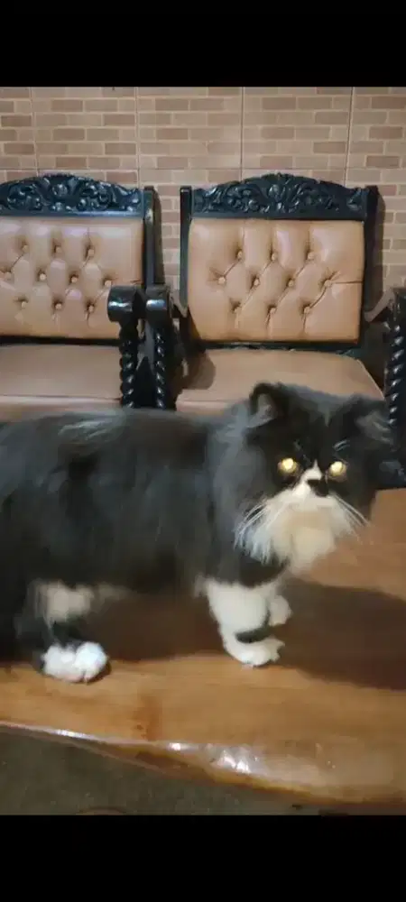 Persia peaknose super longhair