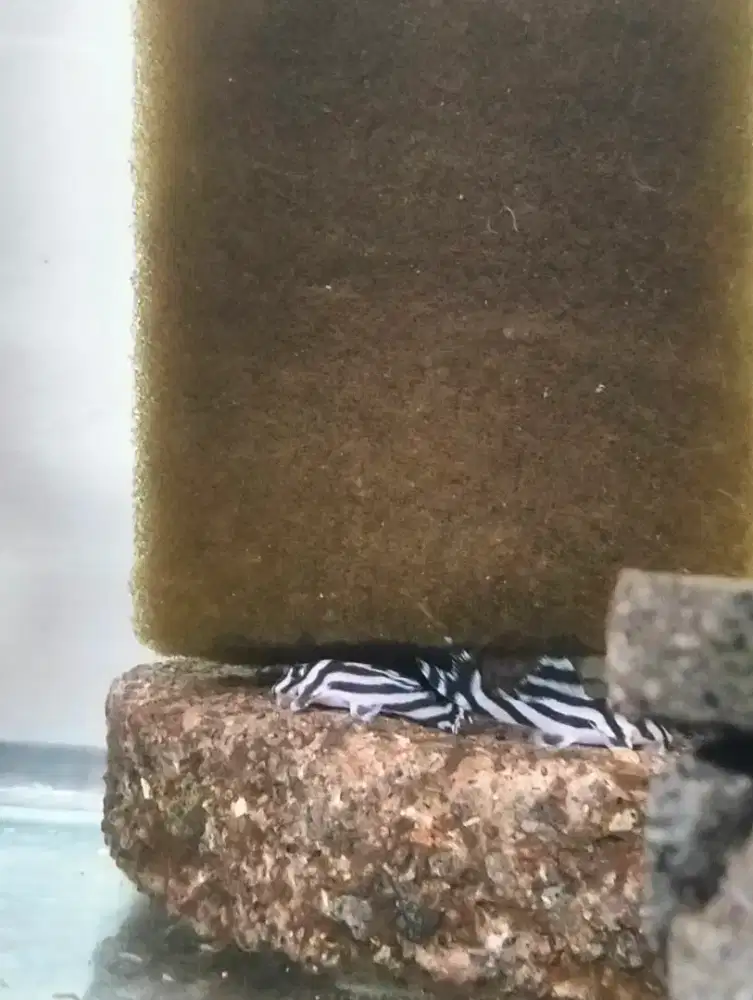 Ikan hias Aquascape aquarium Pleco L series