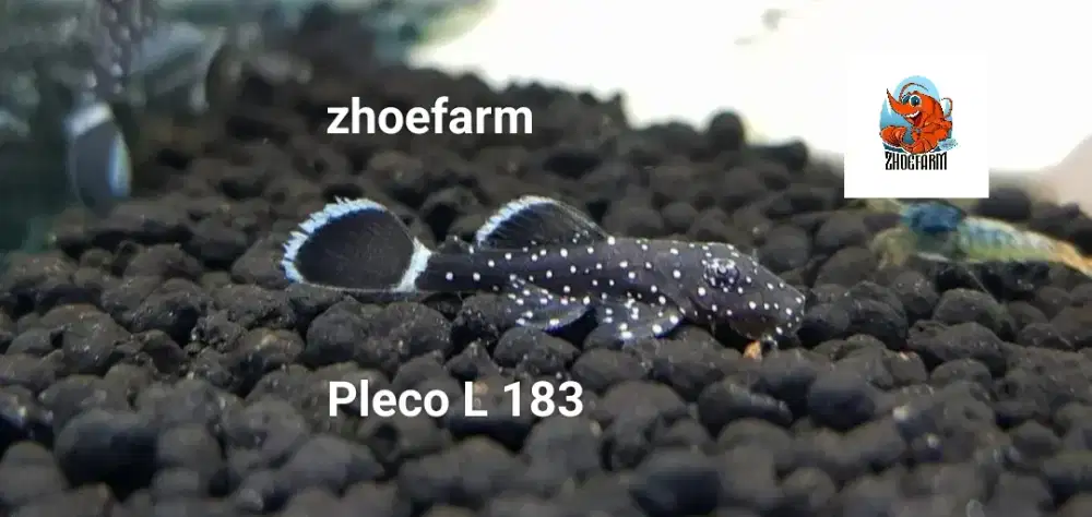 Ikan hias Aquascape aquarium Pleco L series
