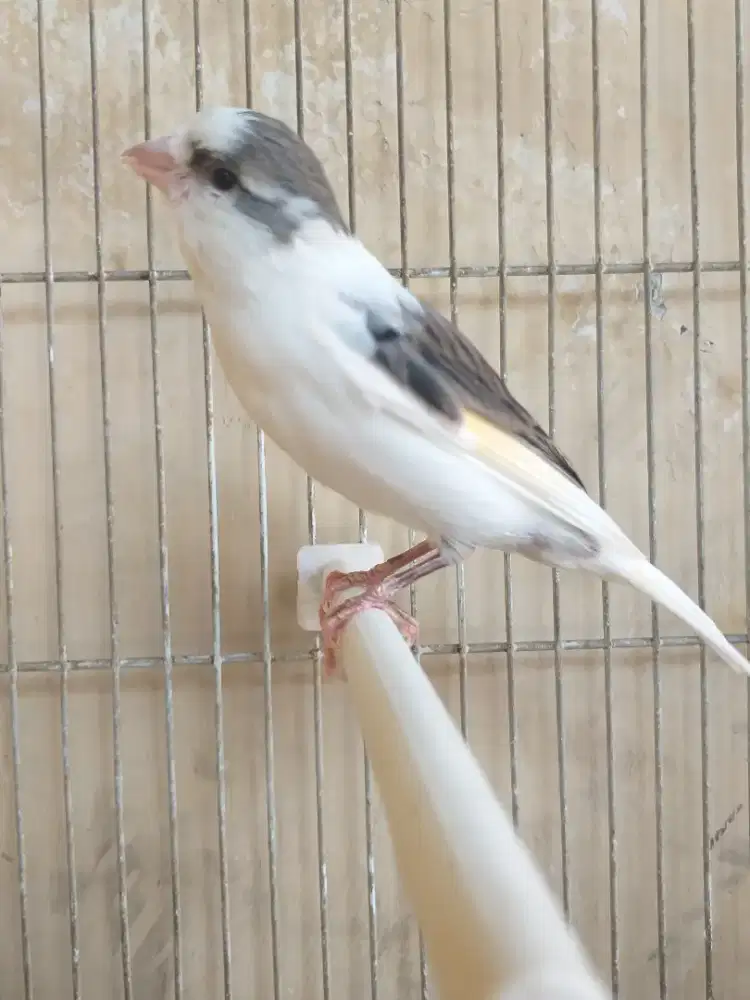 Kenari Spanish Timbrado Betina