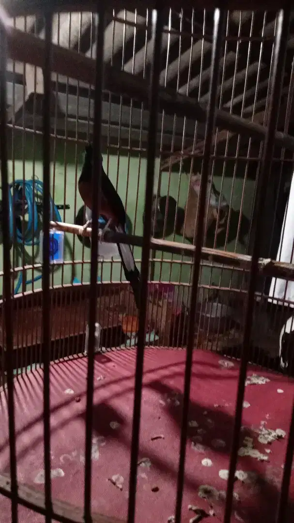 Murai medan ekor 18 bunyi aktif