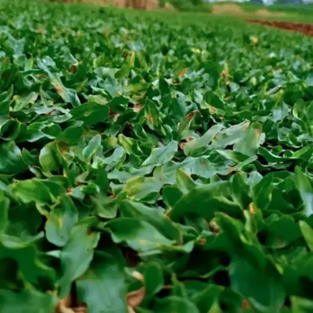 Jual Rumput Gajah mini