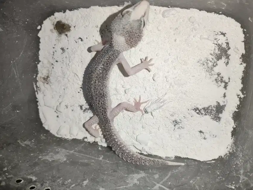Gecko tokek Pied Jantan Pitak normal sehat