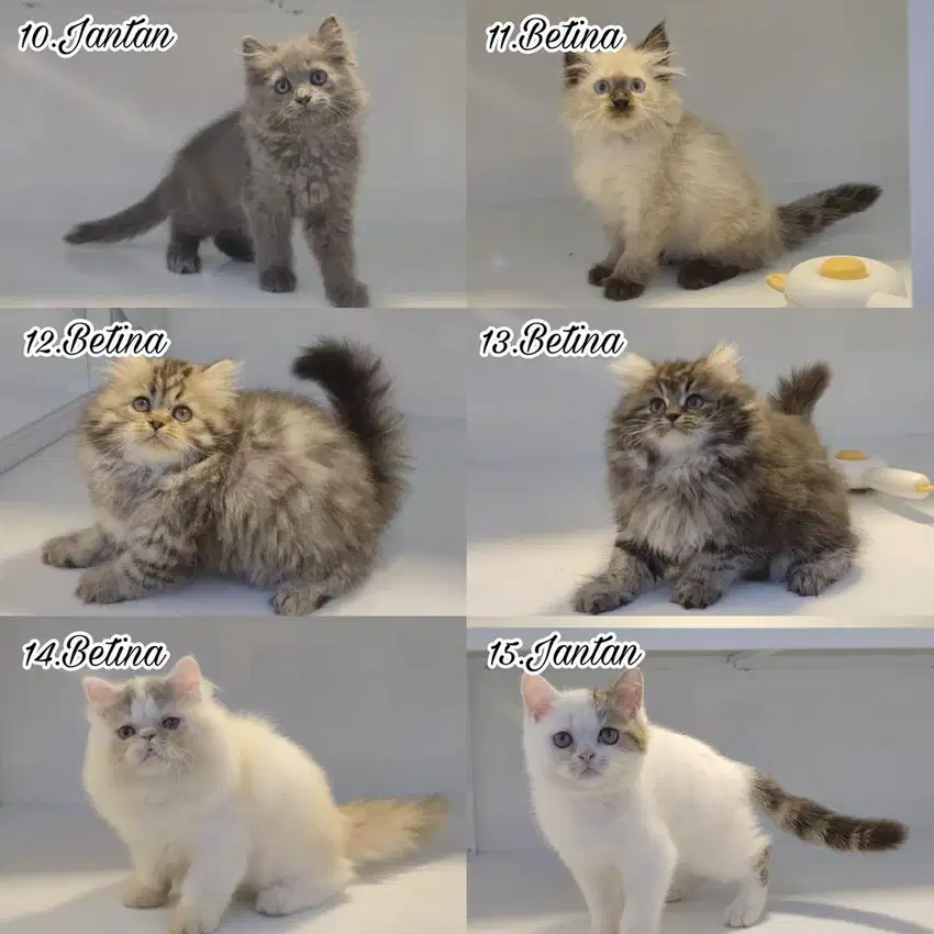anabul kitten lucu lucu