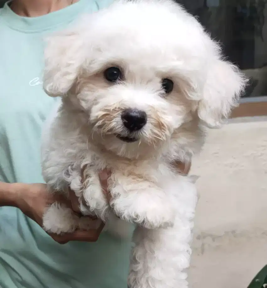 Bichon Frise betina