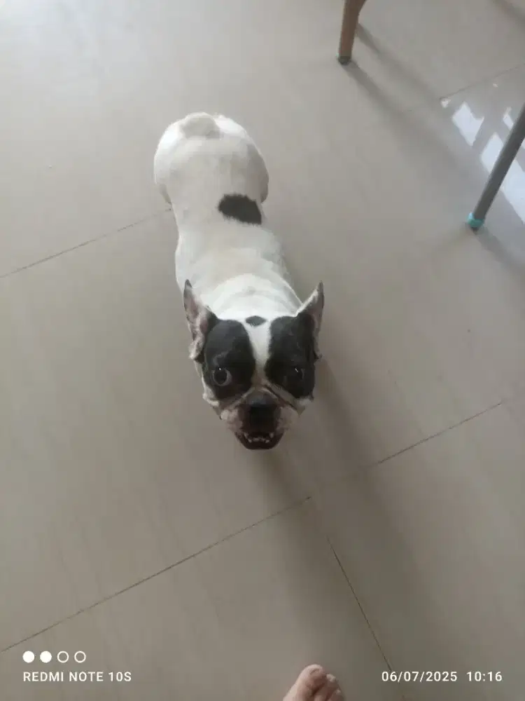 SEMI HIBAH ANJING FRENCH BULLDOG (FRENCHIE) STAMBUM 3 TAHUN BETINA