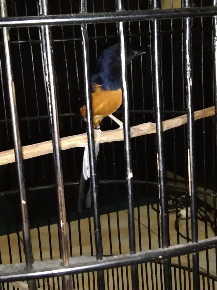 Burung murai batu + sangkar