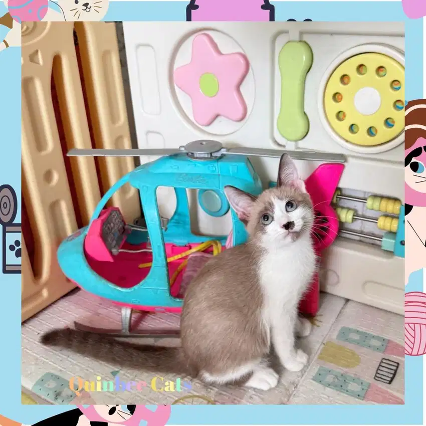 Kucing Ragdoll x Siamese Betina Shorthair cinnamon white