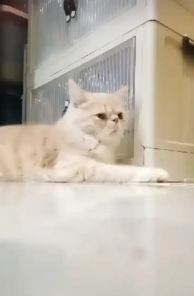 Kucing Persia Peaknose jantan