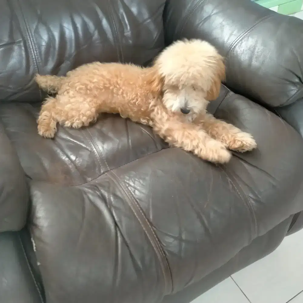 Dijual Tiny poodle jantan