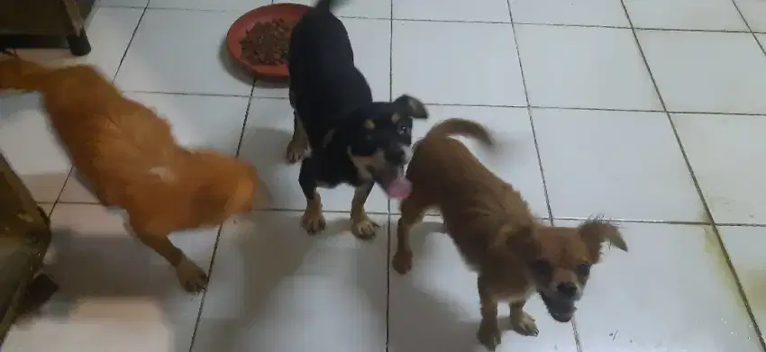 Yang mau adopsi anjing mini