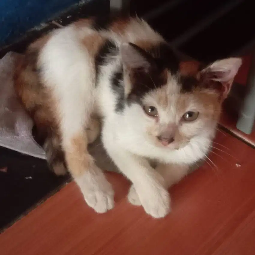 Adopsi Gratis Anak Kucing
