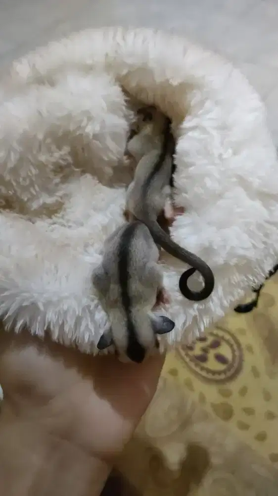 Sugar Glider Joey White Face