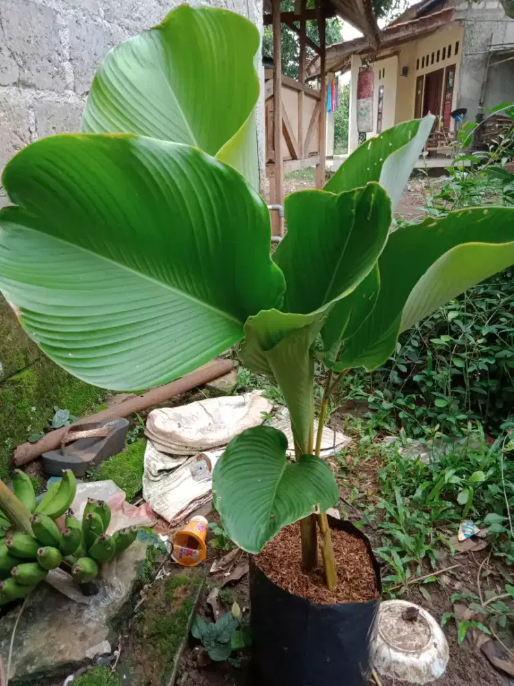 Tanaman pohon calateha