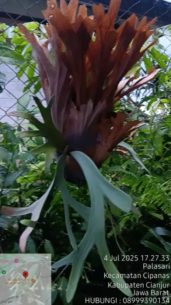 Jual Tanaman  Harga PROYEK