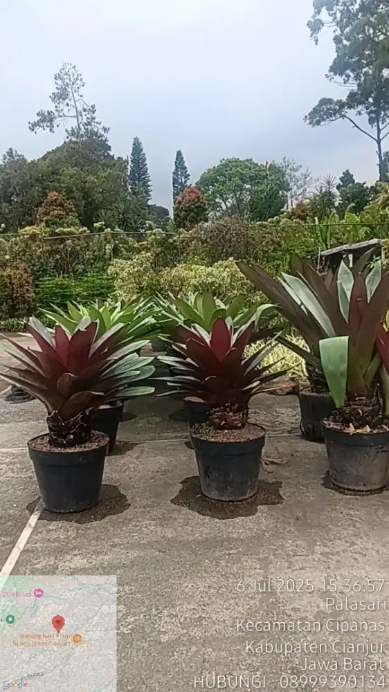 Bromelia Gaint ukuran besar