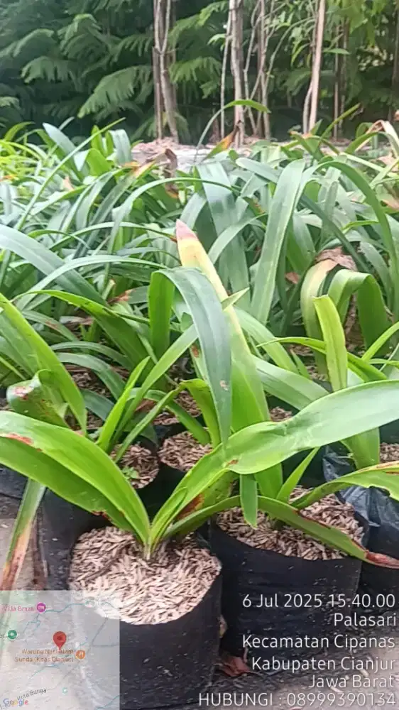 Jual Tanaman Bakung Lele