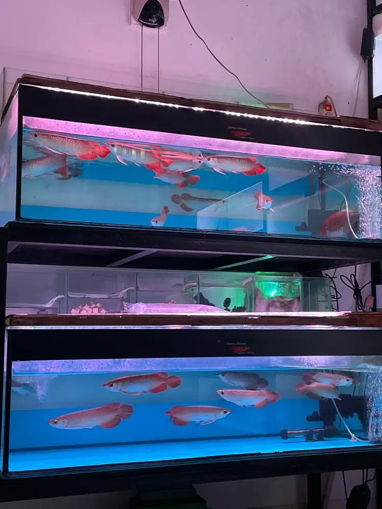 Ikan arwana super red spesial 23-25cm