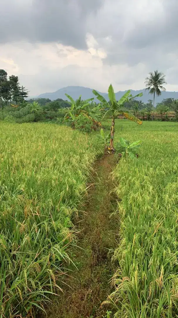 Dijual sawah di desa sukasarana