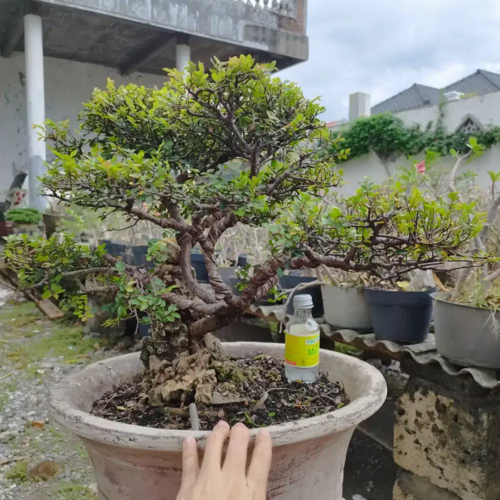 Bonsai Ulmus OTR