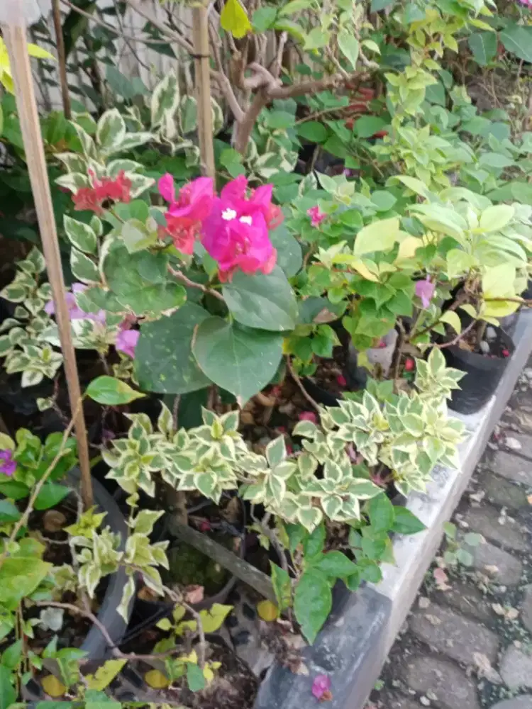 Bunga Bugenvil Bougenville Citra India, Sgp merah, putih, Dll