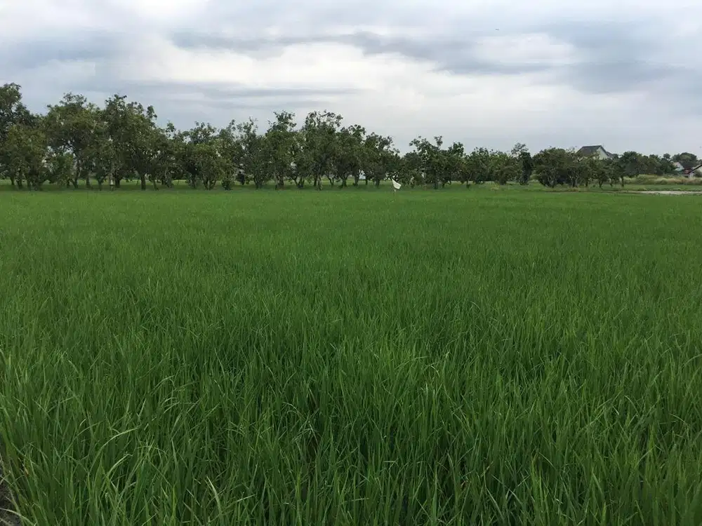 DIJUAL TANAH DI KOTA TEGAL