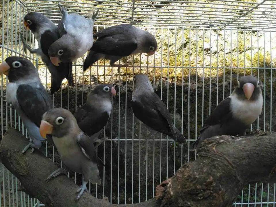 burung lovebird love bird banyak pilihan