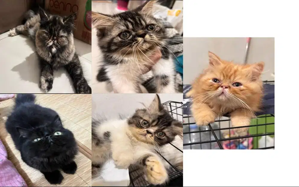 Kitten Persia Peaknose Termurah SeDUNIA
