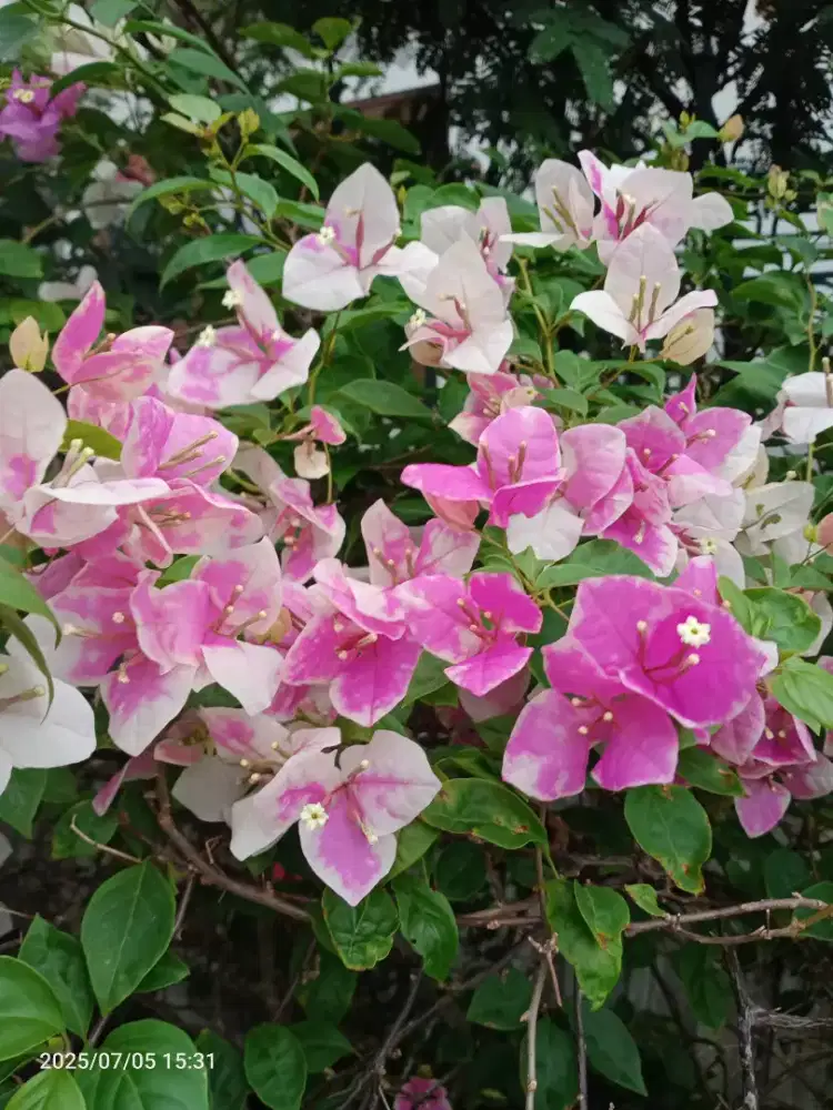 Bibit Bunga Bugenvil Bougenville Sakura Ice Cream, Tanaman Hias dll